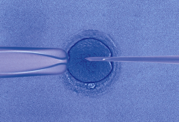 News: Nobelpreis für Medizin 2010 ehrt Pionierleistungen in der Mikromanipulation